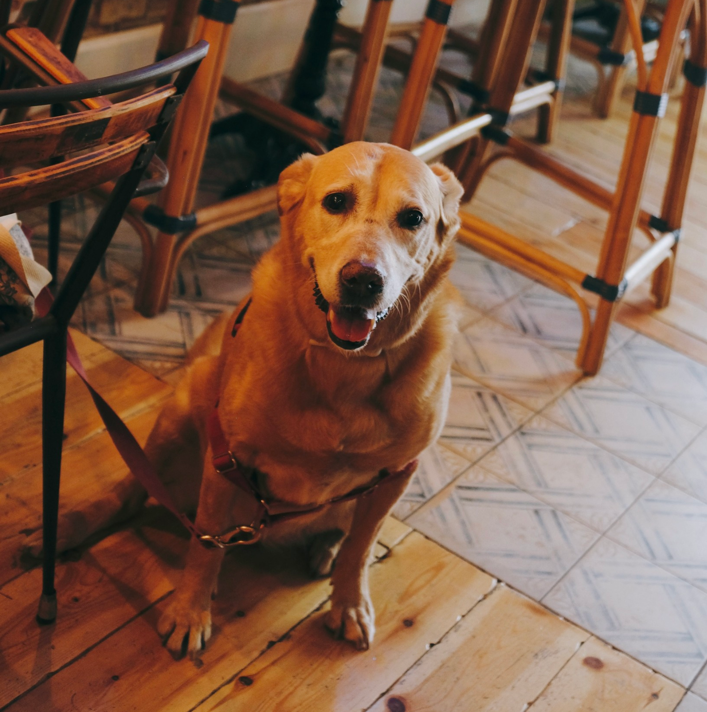 sitios petfriendly zaragoza